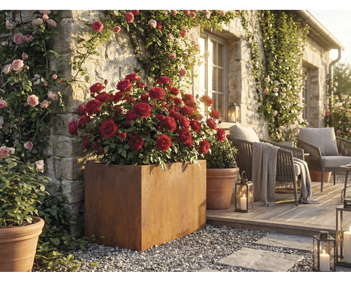 Decoratieve tuin met rozen in plantenbakken en zitplaatsen