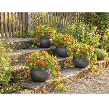 Bloementrap met beplante ronde potten en Oost-Indische kers