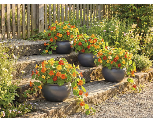 Bloementrap met beplante ronde potten en Oost-Indische kers