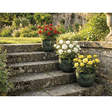 Drie rozenstruiken met rode, witte en gele bloemen in potten op een stenen trap in een tuin.