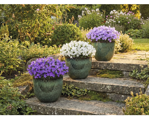 Drie klokjesbloemen in potten op een stenen trap in een tuin.