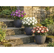 Drie rozen in potten op een stenen trap