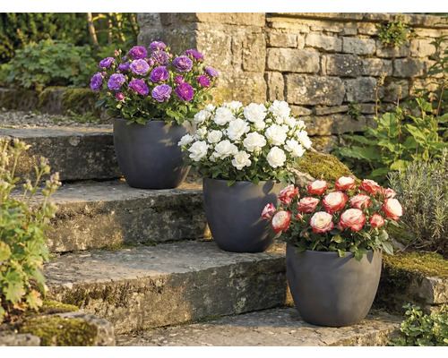 Drie rozen in potten op een stenen trap