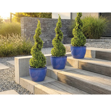 Drie spiraalvormige buxussen in plantenbakken op een tuintrap.