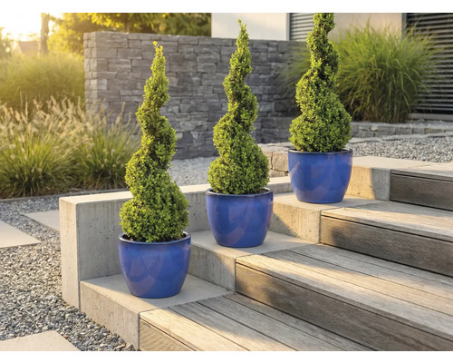 Drie spiraalvormige buxussen in plantenbakken op een tuintrap.
