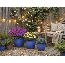 Decoratieve tuin met tuinmeubelen, planten en verlichting
