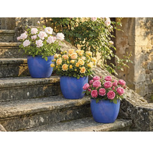 Drie rozenstruiken in potten op een stenen trap met roze, gele en roze bloemen.