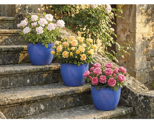 Drie rozenstruiken in potten op een stenen trap met roze, gele en roze bloemen.