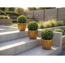 Drie ronde buxussen in potten op een tuintrap