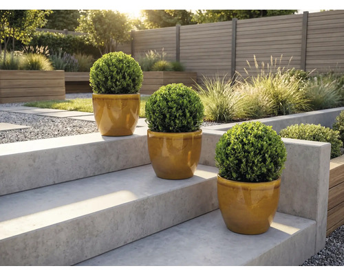 Drie ronde buxussen in potten op een tuintrap