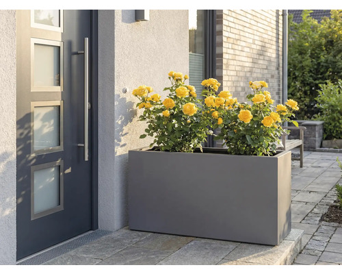 Grijze plantenbak met gele rozen voor de voordeur