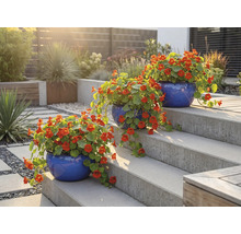 Drie blauwe bloempotten met Oost-Indische kers op een tuintrap