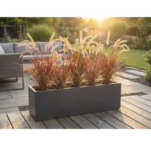 Decoratieve plantenbak met siergrassen op een terras