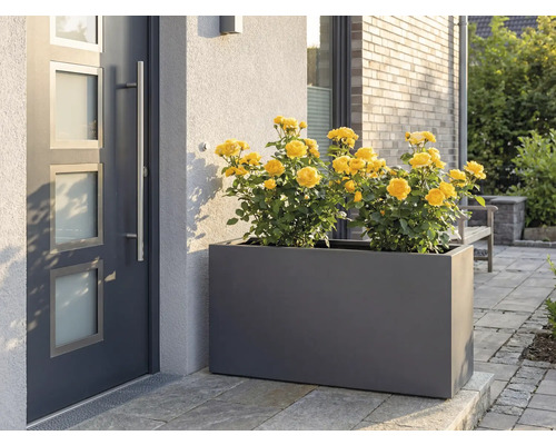 Bloembak met gele rozen voor een voordeur.