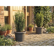 Tuin met planten in plantenbakken voor het huis