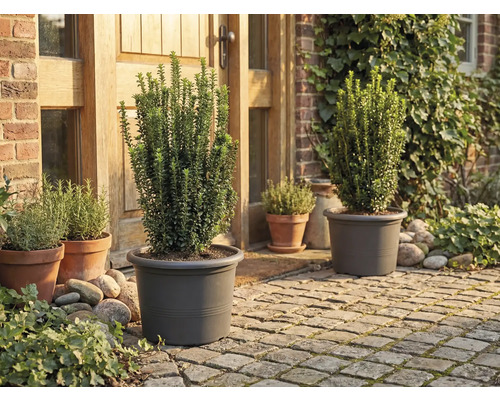 Tuin met planten in plantenbakken voor het huis