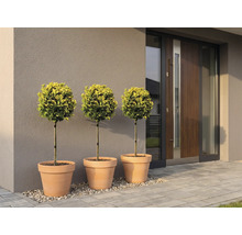 Drie buxusbollen in terracotta potten voor een moderne voordeur.