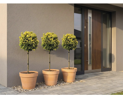 Drie buxusbollen in terracotta potten voor een moderne voordeur.