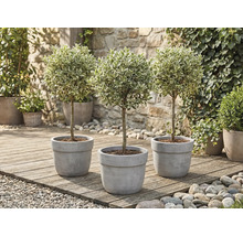 Drie ligusterbomen in pot op een houten terras