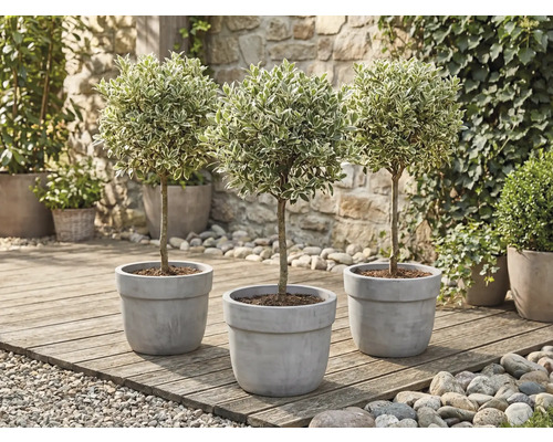 Drie ligusterbomen in pot op een houten terras