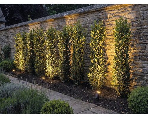 Tuin met stenen muur, planten en buitenverlichting