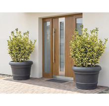 Scène met twee planten in plantenbakken voor een voordeur.