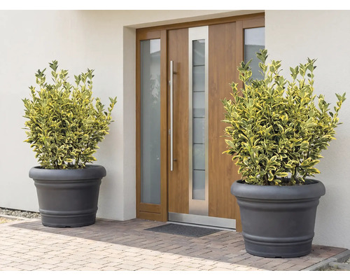 Scène met twee planten in plantenbakken voor een voordeur.