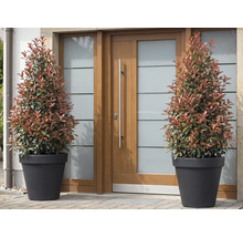 Twee glansmispels in plantenbakken voor een voordeur