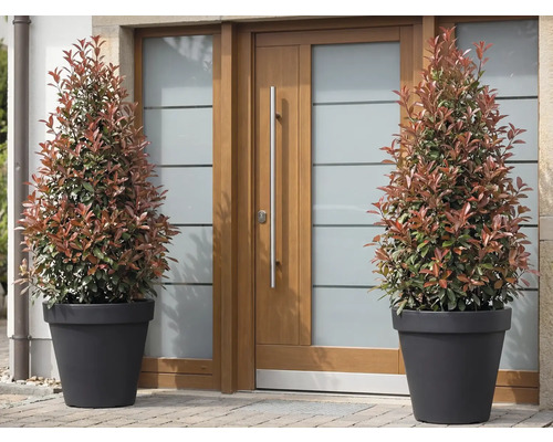 Twee glansmispels in plantenbakken voor een voordeur