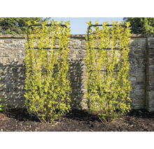 Twee buxusstruiken met klimrekken voor een stenen muur