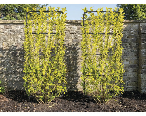 Twee buxusstruiken met klimrekken voor een stenen muur