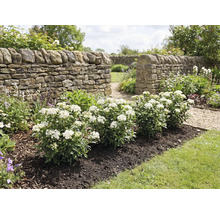 Tuinontwerp met stenen muur en bloeiende struiken