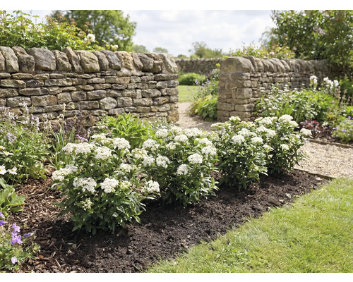 Tuinontwerp met stenen muur en bloeiende struiken