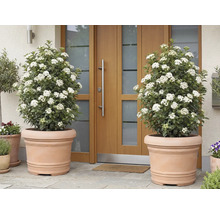 Twee bloeiende Viburnum tinus planten in terracotta bloempotten voor een voordeur.