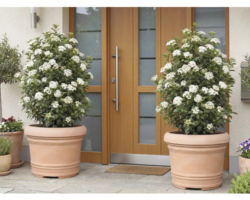 Twee bloeiende Viburnum tinus planten in terracotta bloempotten voor een voordeur.