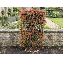 In de tuin staat een dichte glansmispel haag voor een stenen muur.