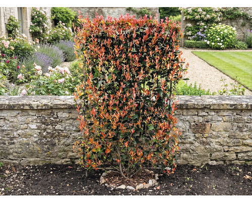 In de tuin staat een dichte glansmispel haag voor een stenen muur.