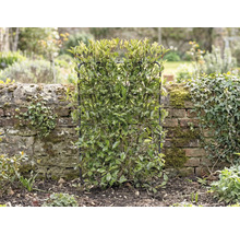 In de tuin staat een groenblijvende haagplant, ondersteund door een klimrek.