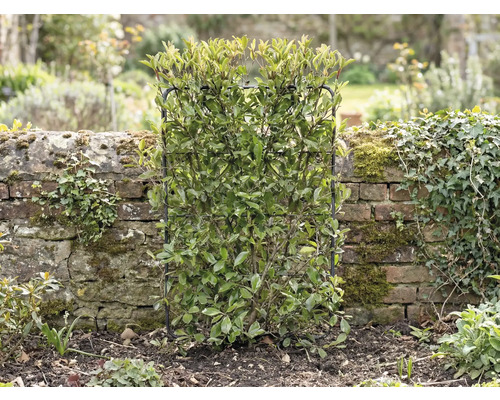 In de tuin staat een groenblijvende haagplant, ondersteund door een klimrek.