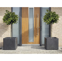 Decoratieve loofbomen in vierkante plantenbakken voor een voordeur