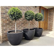 Drie buxusbollen in zwarte plantenbakken voor een bakstenen muur.