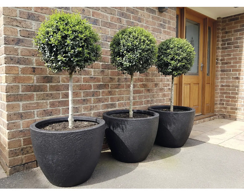 Drie buxusbollen in zwarte plantenbakken voor een bakstenen muur.