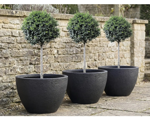Drie buxussen als bol in zwarte plantenbakken