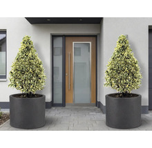 Entree met twee kegelvormige planten in ronde plantenbakken