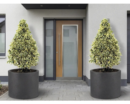 Entree met twee kegelvormige planten in ronde plantenbakken