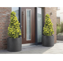 Twee kegelvormige bomen in plantenbakken voor een voordeur