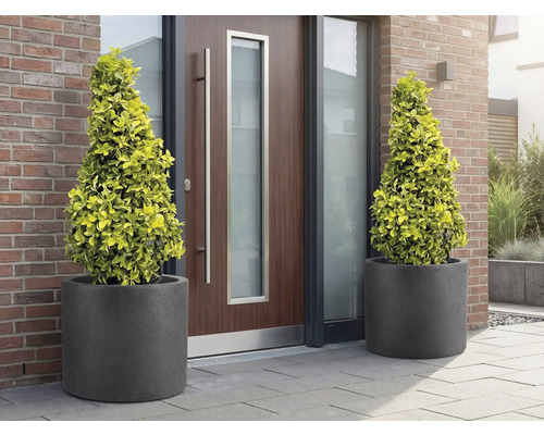 Twee kegelvormige bomen in plantenbakken voor een voordeur