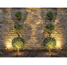 Decoratieve tuinverlichting met ronde sierbomen voor stenen muur