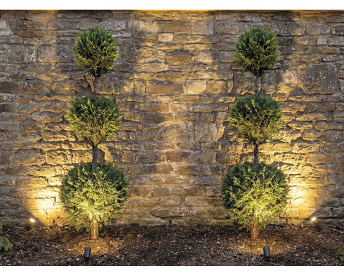 Decoratieve tuinverlichting met ronde sierbomen voor stenen muur