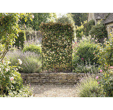 Tuin met een levende haag in een rasterframe als privacyscherm.